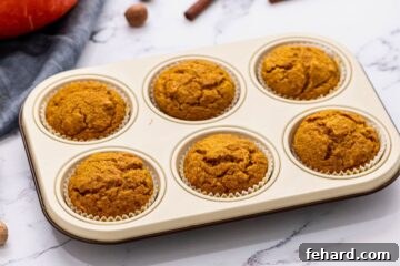 Baked Pumpkin muffins in silver muffin tin on cooling rack.