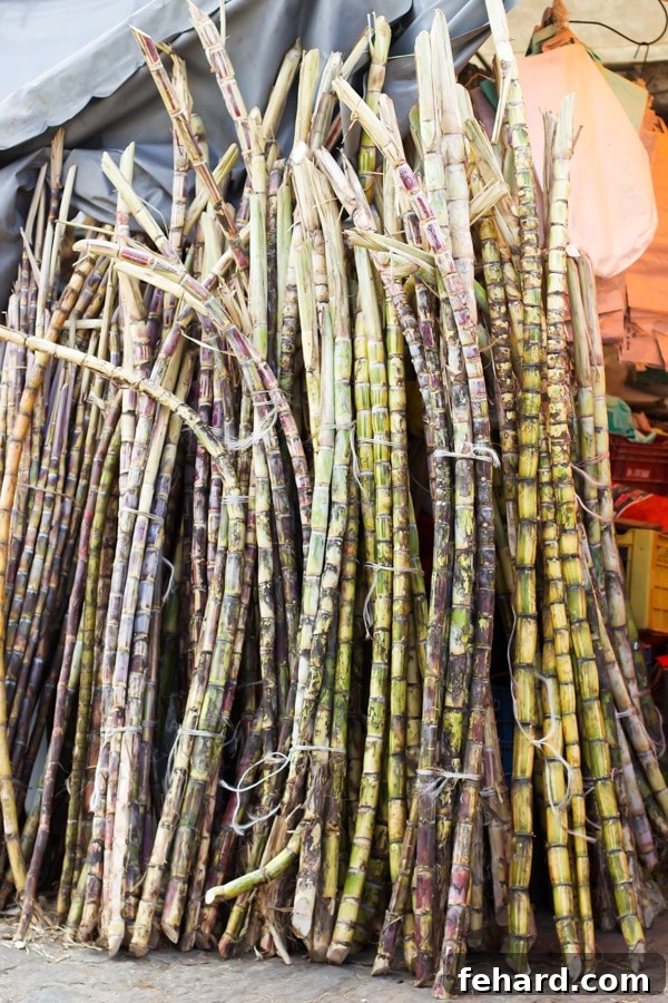 Tall bundles of fresh sugarcane in a farmers' market stall in Brazil. 