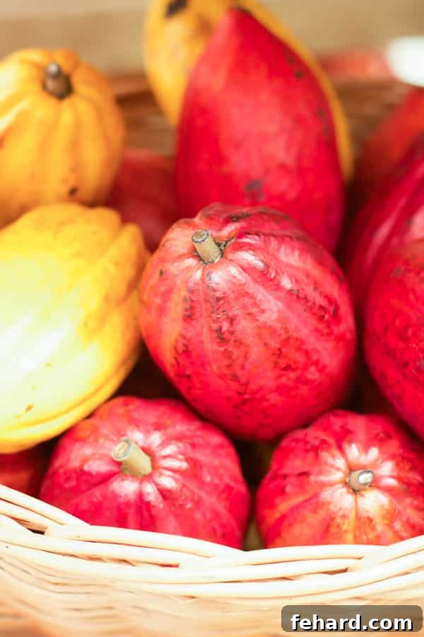 A wicker basket full of red and yellow cacao fruits. 
