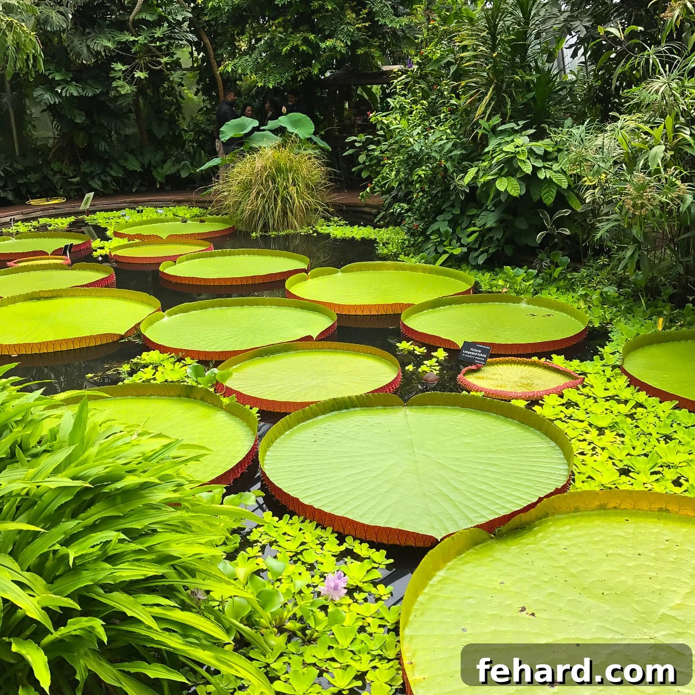 A stunning giant water lily floating gracefully in a pond within an Edinburgh park