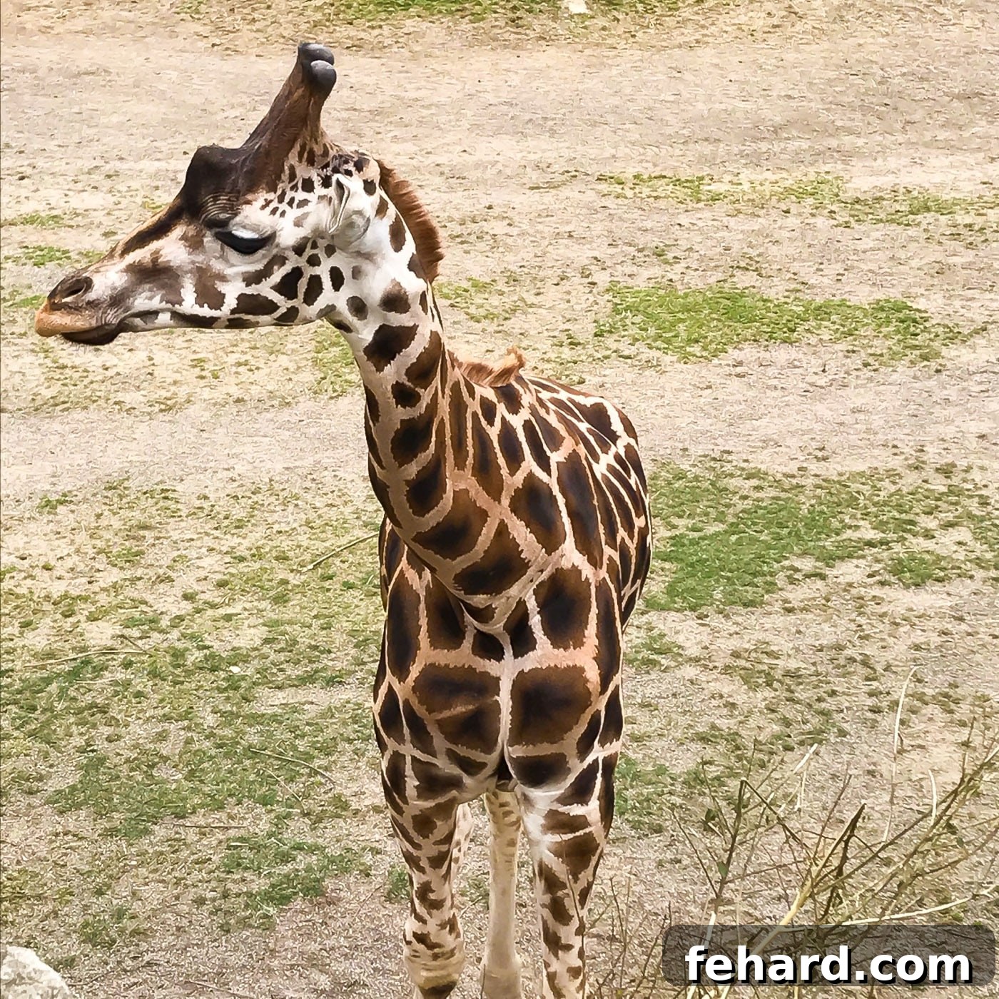 A graceful giraffe captured at the Dublin Zoo, showcasing its serene beauty