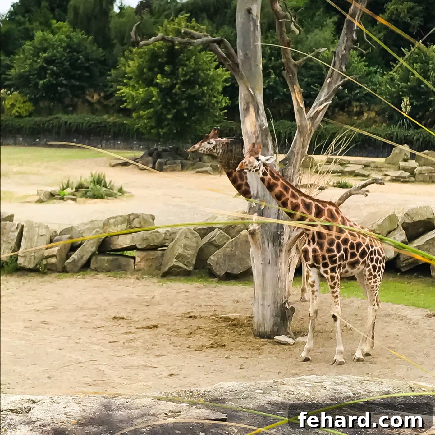 A stunning close-up of a giraffe at the Dublin Zoo, highlighting its distinctive patterns