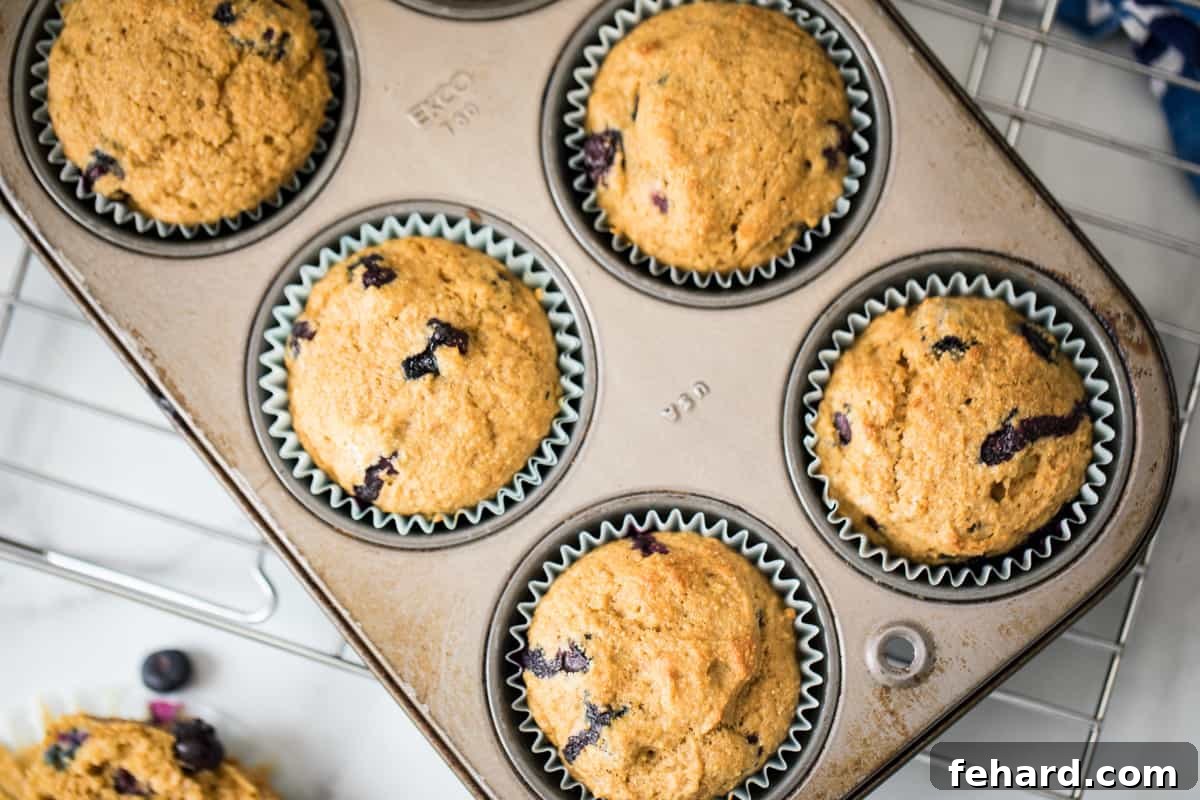 Baked Healthy Blueberry Muffins Freshly baked and golden Whole Wheat Blueberry Muffins cooling in a muffin tin on a wire rack.