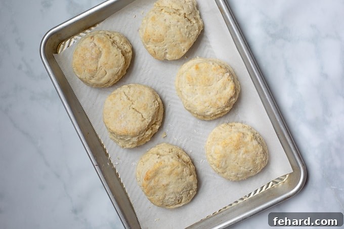 Buttermilk Biscuits no shortening 6 homemade butter biscuits on cooking sheet after being baked.