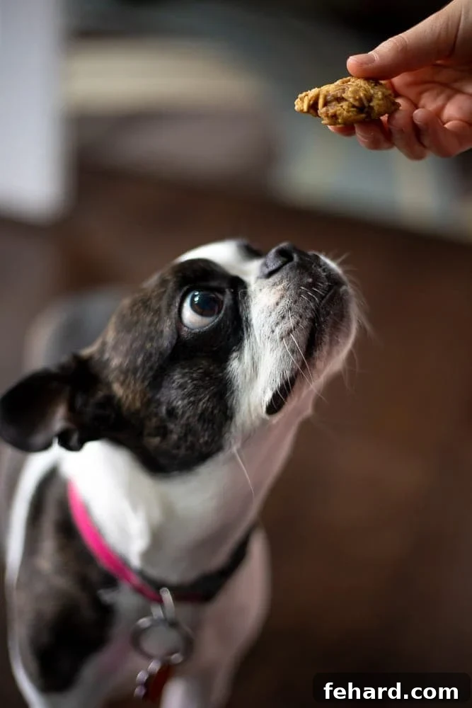 Adorable Boston Terrier eagerly anticipating a bite of a homemade peanut butter dog treat