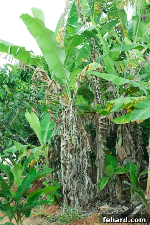 Cacao fruits hanging on a tree at a Brazilian farm
