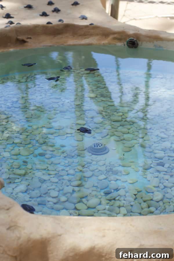 Close-up of adorable baby sea turtles in a nursery tank at Projeto TAMAR, symbolizing hope for their species.