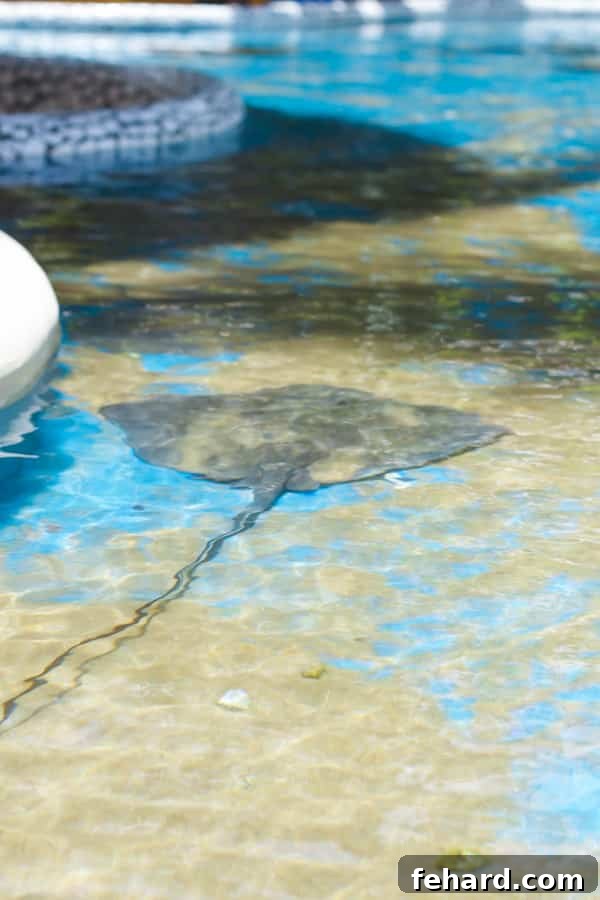 Visitors observing the diverse marine life and sea turtles in the interactive pools at Projeto TAMAR.