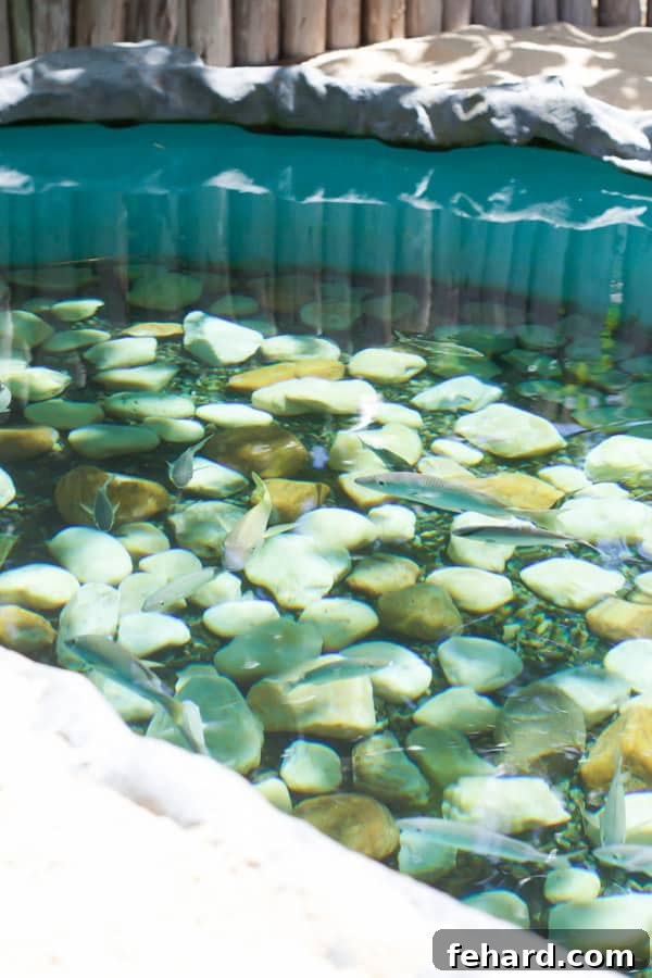A vibrant underwater scene featuring a variety of fish and a sea turtle, illustrating the rich biodiversity protected by Projeto TAMAR.