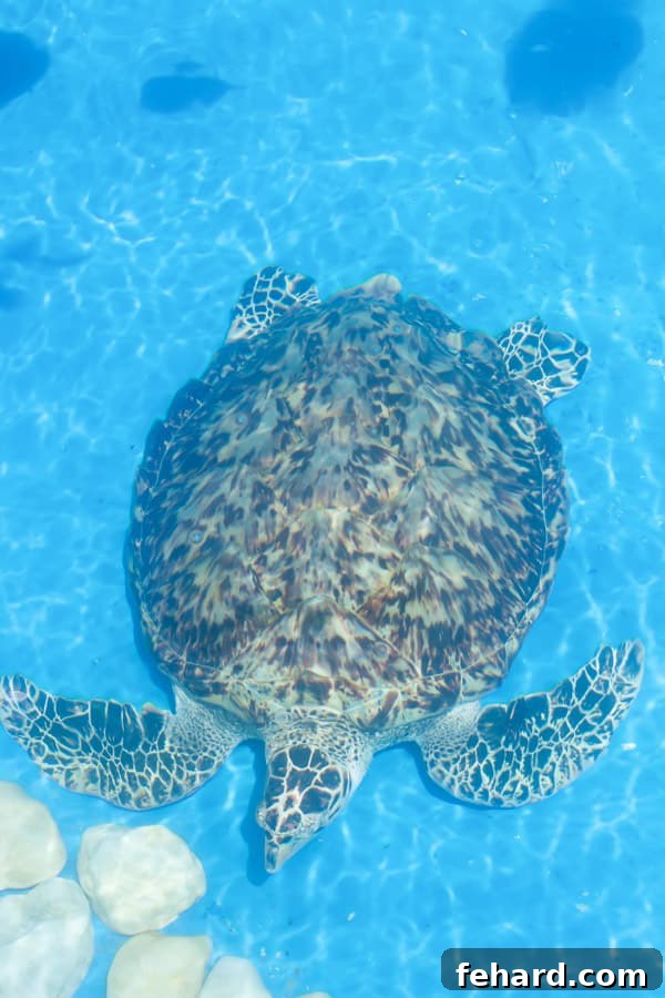 Informative displays and exhibits at Projeto TAMAR in Praia do Forte, educating visitors about sea turtle conservation.