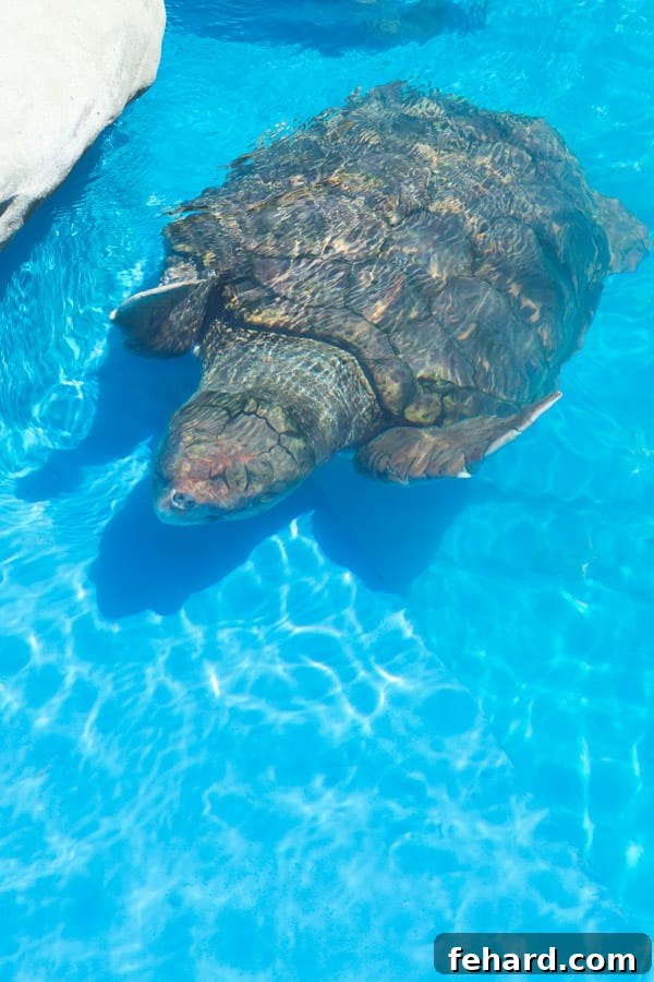 A giant sea turtle gracefully swimming in one of the conservation pools at Projeto TAMAR, Praia do Forte.